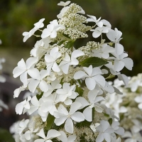 Hortenzija šluotelinė (Hydrangea paniculata) 'Levana'